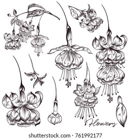 Collection of vector flowers in hand drawn style
