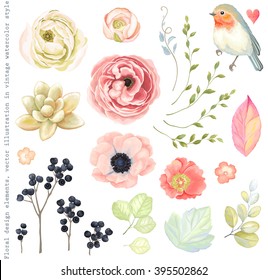 Collection vector flowers ranunculus, anemone, succulent, Robin bird, wild Privet Berry, green branches and leaves in vintage watercolor style.