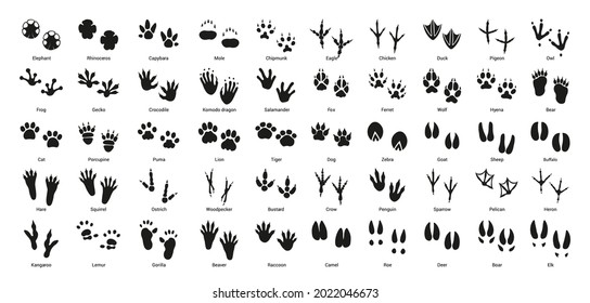 Collection of vector footprints of birds and animals.