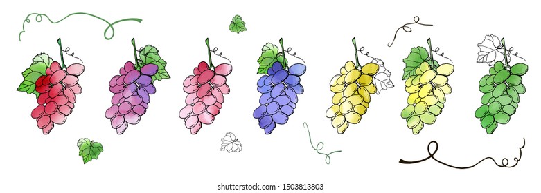 Collection of vector grapes. Cute cartoons with watercolor texture. Food background. Fall harvest set.  Wine, juice, thanksgiving. Hand drawn design elements. For postcards, greetings, cards, logo.
