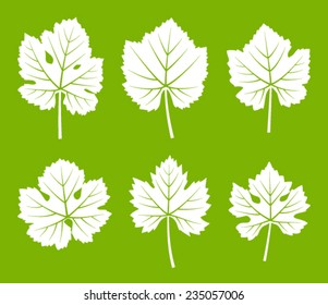 collection of vector grapevine leaves isolated on green background