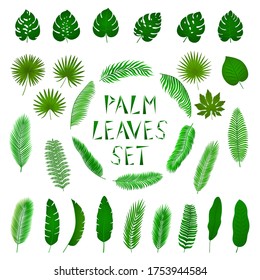 Collection of vector green tropical palm leaves. Big set. Gradient. Bright and decorative leaves for your design for fabrics, cards, banners, advertising posters. Isolated on a white background.