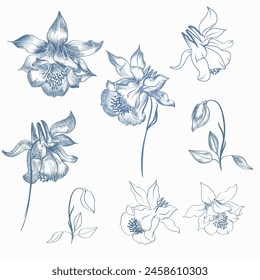 Collection of vector hand drawn aquilegia flowers