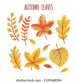 Collection of vector hand drawn autumn leaves isolated on white background.