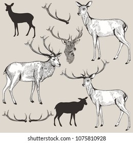 Collection of vector hand drawn deer in vintage style