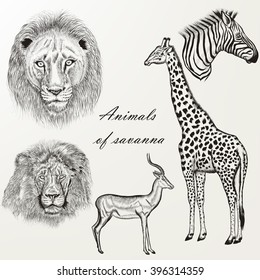 Collection of vector hand drawn detailed savanna animals in retro style