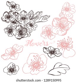Collection of vector hand drawn flowers for design