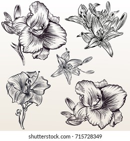 Collection of vector hand drawn flowers