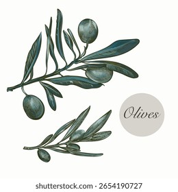 Collection of vector hand drawn green olives in vintage style