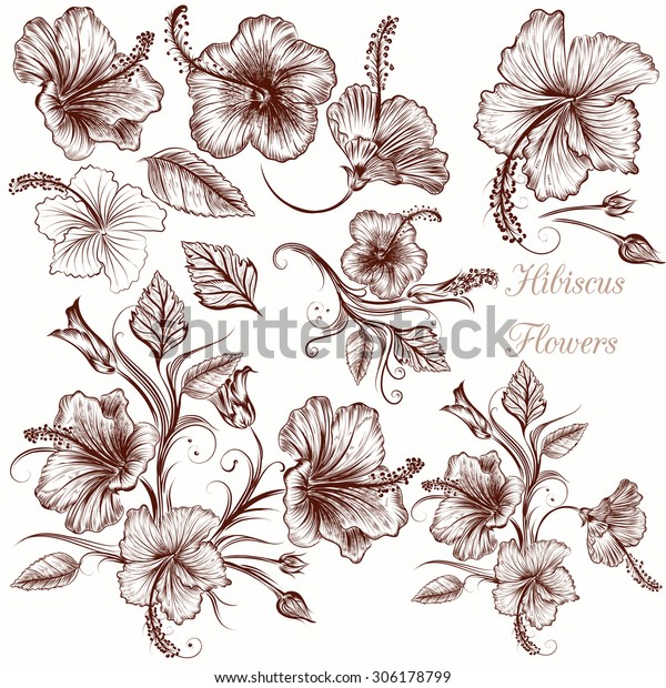 Collection Vector Hand Drawn Hibiscus Flowers Stock Vector Royalty Free 306178799 4234