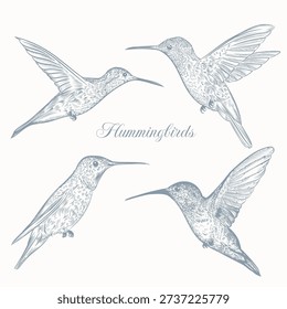 Collection of vector hand drawn hummingbirds for design in vintage style