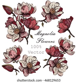 A collection of vector hand drawn magnolia flowers in engraved detailed style