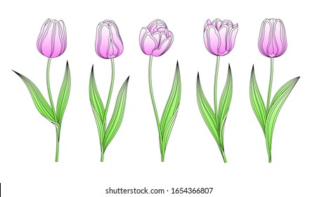 Collection Of Vector Hand Drawn Pink Tulips With Stem And Leaf. Set Of Different Watercolor Spring Flowers. Isolated Tulip Sketch Cliparts. Feather Black Lines, Felt Tip Pen Tulip Buds, Blooming. 