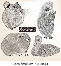 Collection of vector high detailed animals for design