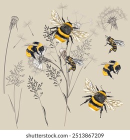 Collection of vector high realistic bumblebee insects with wild dry meadow plants