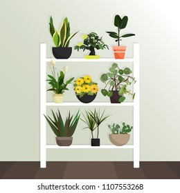 Collection of vector houseplants. Flat style. Flowers stand on the shelves. Interior Design. green plant in pot, flowerpot bloom