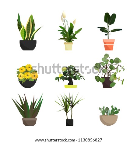 Collection of vector houseplants. Flat style flowers. Interior Design. green plant in pot, flowerpot bloom