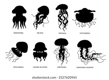 A collection of vector icons with black silhouettes of various types of jellyfish, including golden jellyfish, rhizostoma. Ideal for marine graphics and design