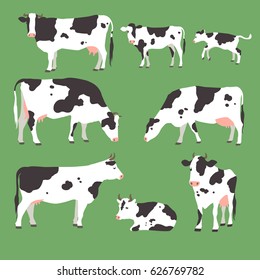 Collection of vector illustration of grazing cows with calves on green grass