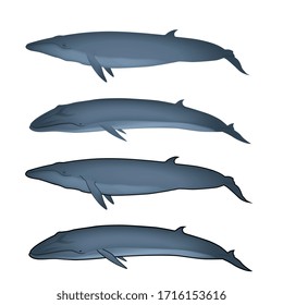 Collection Vector illustration of realistic  marine mammals, ocean life, sea creature, whale isolated on white - Vector file EPS10  of 