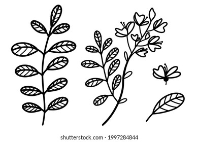 Collection of vector illustrations of acacia. Branches, leaves, flowers. Hand-drawn botanical sketch. Plant outline, black doodle. Isolated tree illustration on white. Flora elements. Monochrome