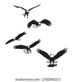 A collection of vector illustrations of bald eagles (Haliaeetus leucocephalus) in various flying positions.