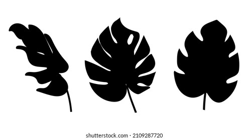 Collection of vector illustrations with black monstera leaves. Botanical set design for wall framed prints, card, canvas prints, poster, home decoration