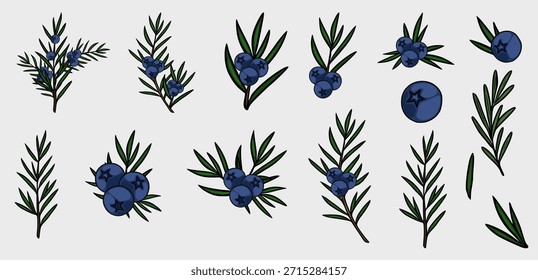 A collection of vector illustrations depicting juniper branches with ripe blue berries, showcasing intricate details of foliage and fruit against a neutral background.