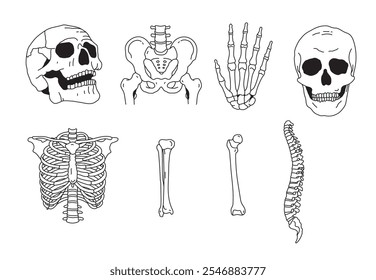 Collection of vector illustrations featuring human bones, including detailed representations of the tibia, fibula, skull, finger, strnum and vertebrae

