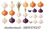 Collection of vector illustrations featuring red onions, yellow onions, white onions, green spring onions, garlic bulbs, and garlic cloves, shown as whole units and halves on white.