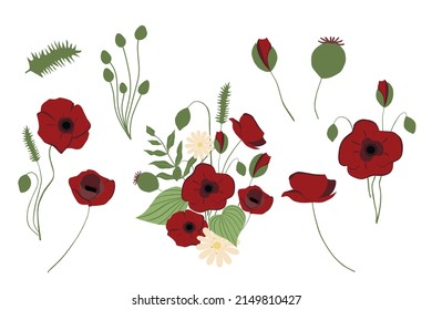 Collection of vector illustrations, flowers and buds of poppy flower, for compositions and design. Isolated on white background. Fashion illustration in trend