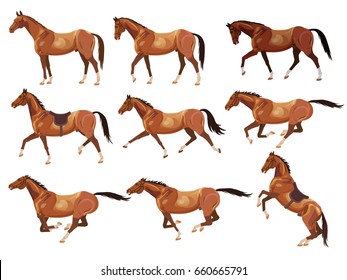 Collection of vector illustrations with horses. Standing, walking, trotting, galloping, rearing horses.