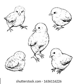 Collection of vector illustrations. Set of cute chickens. Hand drawn ink sketches isolated on white. Elements for Easter, spring design, cards, posters, prints, wrapping, etc. Vintage etching style.