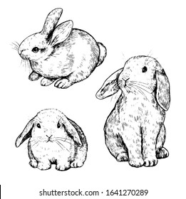 Collection of vector illustrations. Set of cute little rabbits. Hand drawn ink sketches isolated on white. Elements for Easter, spring design, cards, posters, prints, wrapping, etc. Vintage etching.