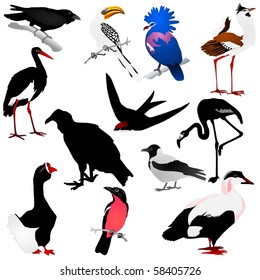 Collection of vector images of birds