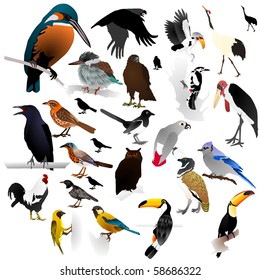 Collection of vector images of birds