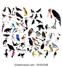 collection of vector images of birds