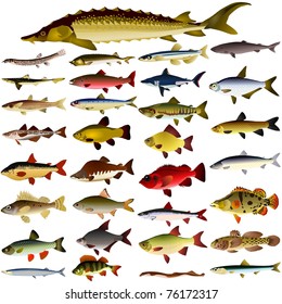 collection of vector images of fish