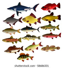 Collection of vector images of fishes