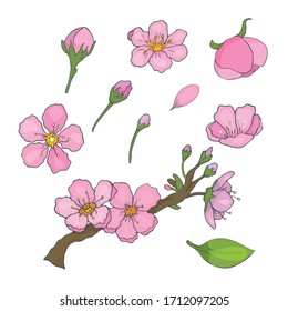Kollektion von Vektorillustration-Bildern von Blumen und Ästen mit Blumen und Knospen auf weißem Hintergrund.