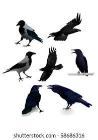 Collection of vector images a raven