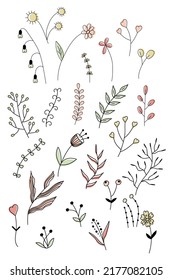 Collection of vector isolated plants.  Colored flat illustration.