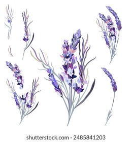 Collection of vector lavender flowers in soft pastel purple colors