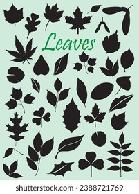 Collection of Vector Leaves Silhouette