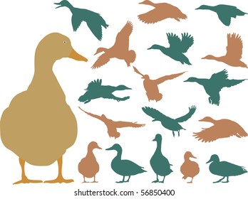 Collection of vector mallard silhouettes on white background