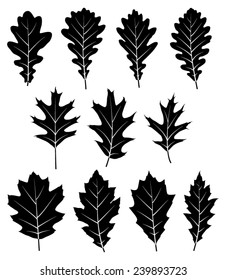 collection of vector oak leaves isolated on white background