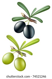 Colección de aceitunas vectoriales. Aislado sobre blanco