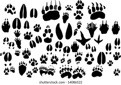 Beaver Tracks Images, Stock Photos & Vectors | Shutterstock