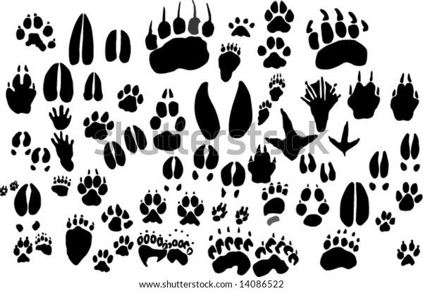 Collection Vector Outlines Animal Foot Prints Stock Vector (Royalty ...