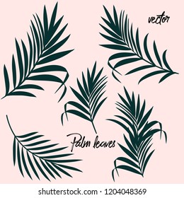 Collection of vector palm leaves silhouettes for design